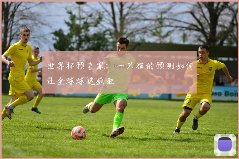 世界杯预言家:一只猫的预测如何让全球球迷疯狂